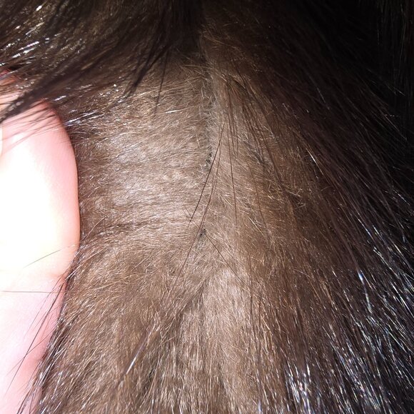 R.M. TAYLOR CO. FUR COAT - Picture 3 of 15